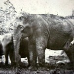 Phila03- Empress - Zoo Photo